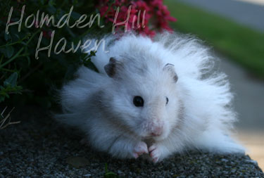 Silver Fox- Silver Pearl Umbrous Banded Longhaired